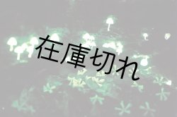 画像4: ＢＬＵＥ[Ｓ]　高橋宣之写真集